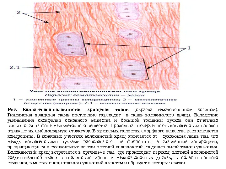 Волокнистый хрящ гистология рисунок