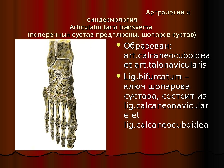 Кости запястья и предплюсны. Сустав Шопара и Лисфранка. Сустав Шопара анатомия. Поперечный шопаров сустав.