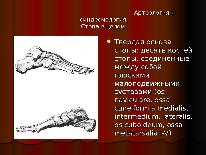 Артрология анатомия презентация