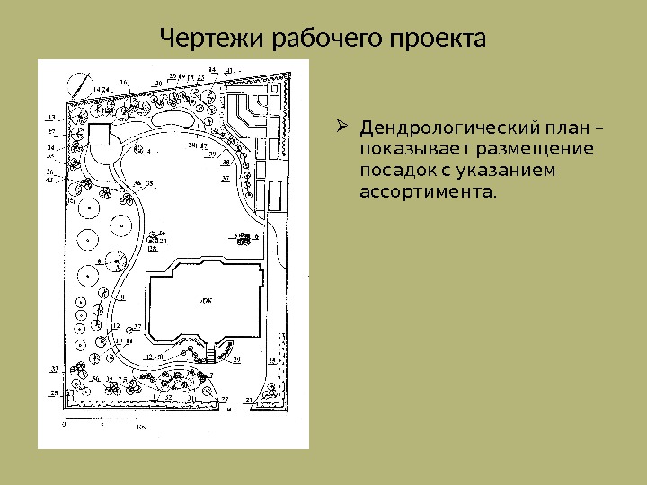 Дендрологическая часть проекта