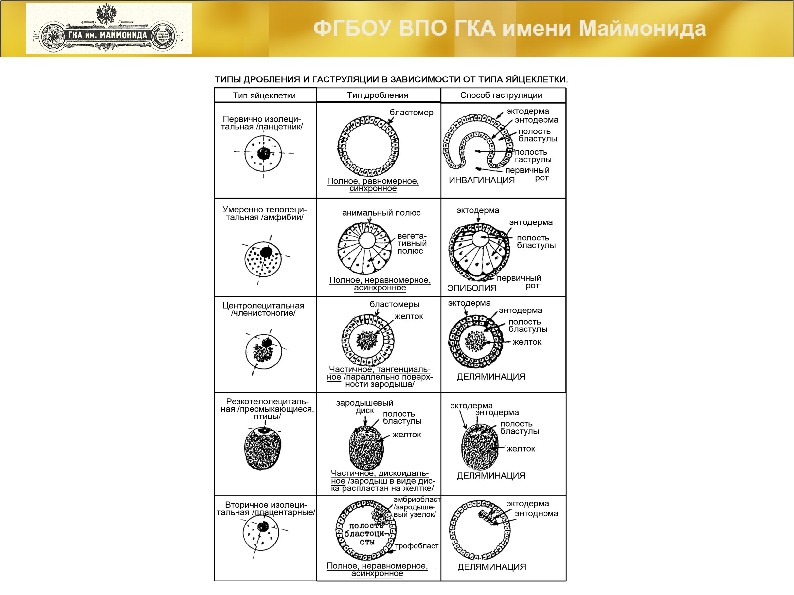 Типы яйцеклеток. Типы дробления зиготы таблица. Типы дробления и типы бластул. Типы яйцеклеток таблица Тип бластулы, способ дробления. Типы дробления в зависимости от типа яйцеклетки.