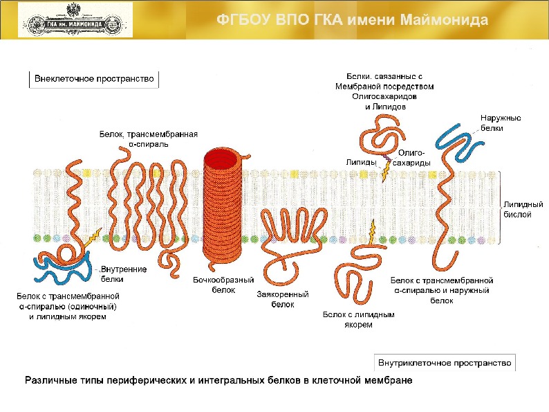 Белок входит в состав мембраны. Интегральные трансмембранные белки мембраны. Классификация трансмембранных белков. Классификация белков мембраны. Трансмембранные белки строение.