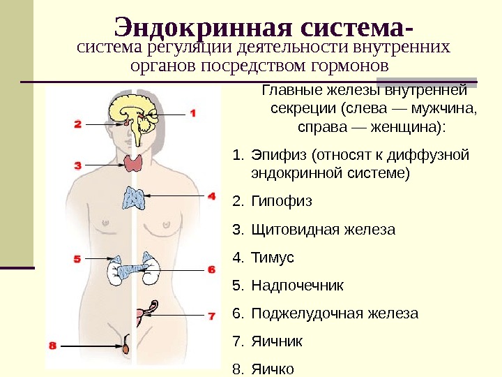 Эндокринная система гайворонский презентация