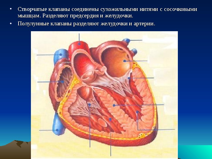 Створчатые клапаны сердца. Строение сердца полулунный клапан. Полулунный клапан сердца сухожильные нити. Створчатые клапаны сердца сосочковые мышцы и сухожильные нити. Сердце желудочки и предсердия клапаны.