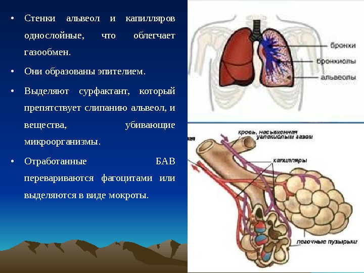 Презентация Строение легких. Легочное и тканевое дыхание