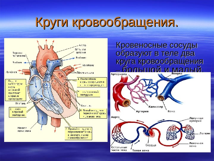 Кровообращение сердца 8 класс. Кровеносная система биология 8. Сердце и кровеносные сосуды это органы кровообращения. Кровеносная система сосуды сердце схема. Сосуды малого круга кровообращения анатомия человека.