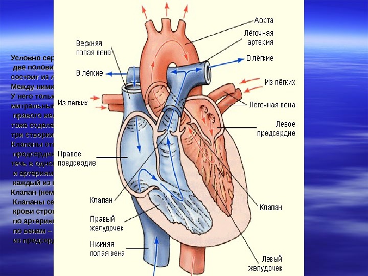 Левое предсердие какие вены. Легочные вены сердца анатомия. Строение левой половины сердца. Строение сердца легочные вены.