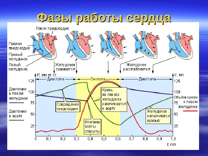 Проект строение и работа сердца