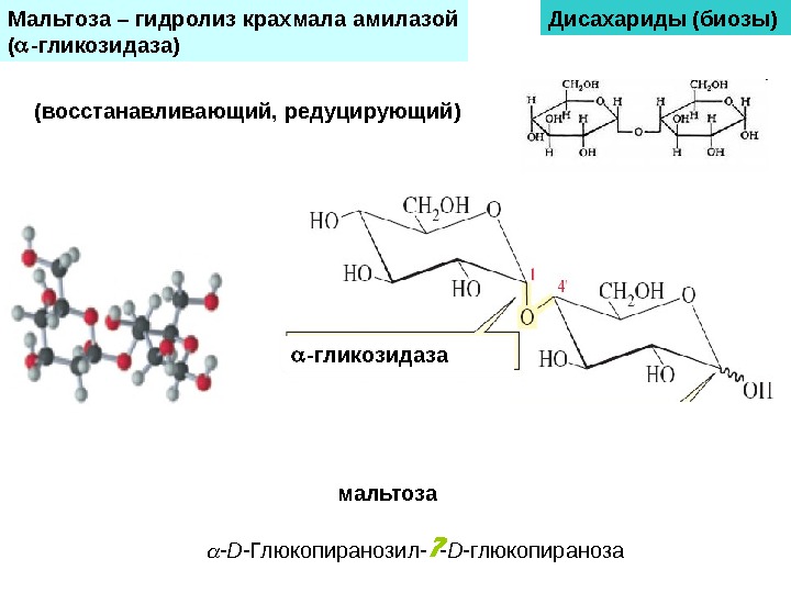 Гидролиз крахмала. Ферментативный гидролиз амилозы реакция. Гидролиз мальтозы мальтазой. Крахмал и Альфа амилаза реакция. Гидролиз мальтозы формула.