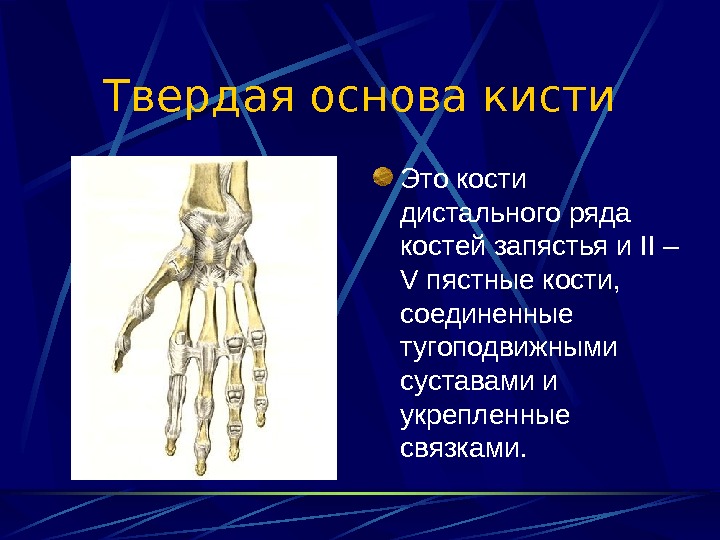 Кости запястья и предплюсны