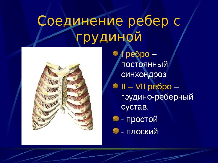 Первое ребро соединяется с грудиной с помощью