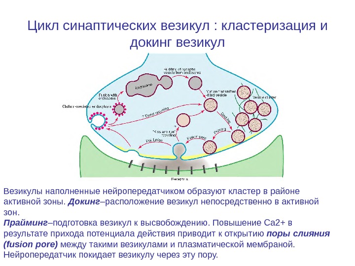 4 везикула. Докинг везикулы. Цикл синаптических везикул. Везикула это физиология. Функции синаптических везикул.