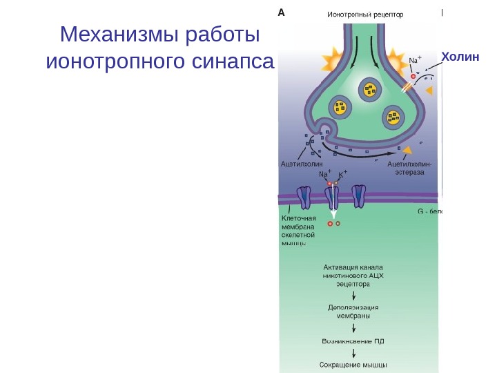 Взаимосвязь строения и функции холинергического синапса презентация