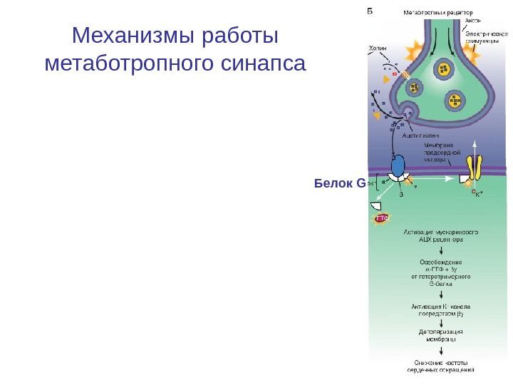 Рецепторы синапса. Механизм синаптической передачи физиология. Метаботропные синапсы ( структура g-белка). Мускариновые рецепторы синапс. Ионотропный синапс.