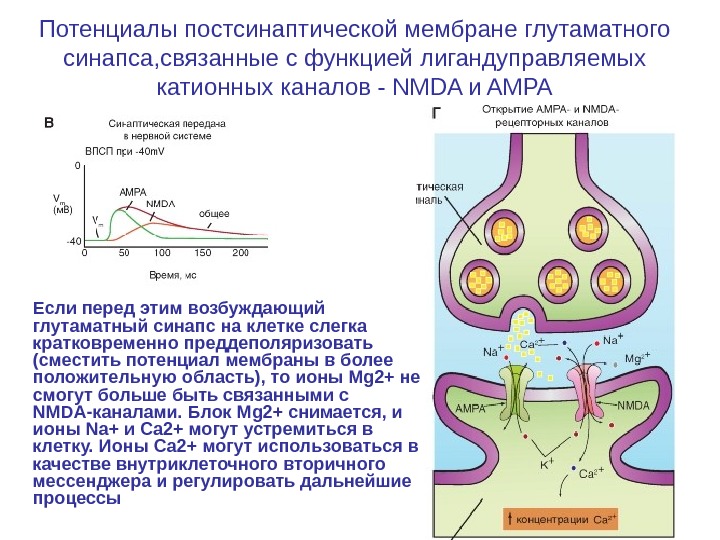 На рисунке изображена схема холинергического синапса объясните роль ионов кальция