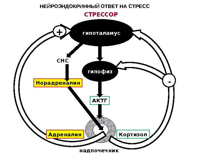 Картинки адреналин и норадреналин