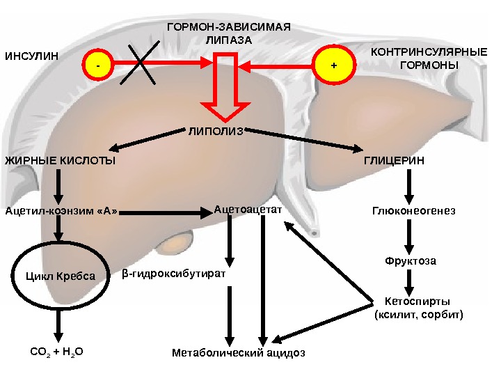 Контринсулярные гормоны это. Механизм действия контринсулярных гормонов. Контринсулярные гормоны биохимия. Контринсулярные гормоны механизм действия. Инсулин и контринсулярные гормоны.