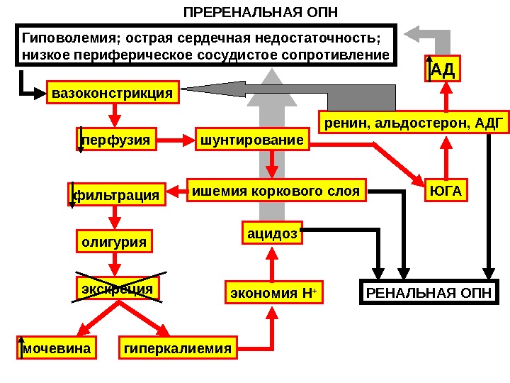 Острая почечная недостаточность острого периода. Схема патогенеза острой почечной недостаточности. Преренальная почечная недостаточность этиология. Механизм развития преренальной почечной недостаточности. Преренальная ОПН патофизиология.