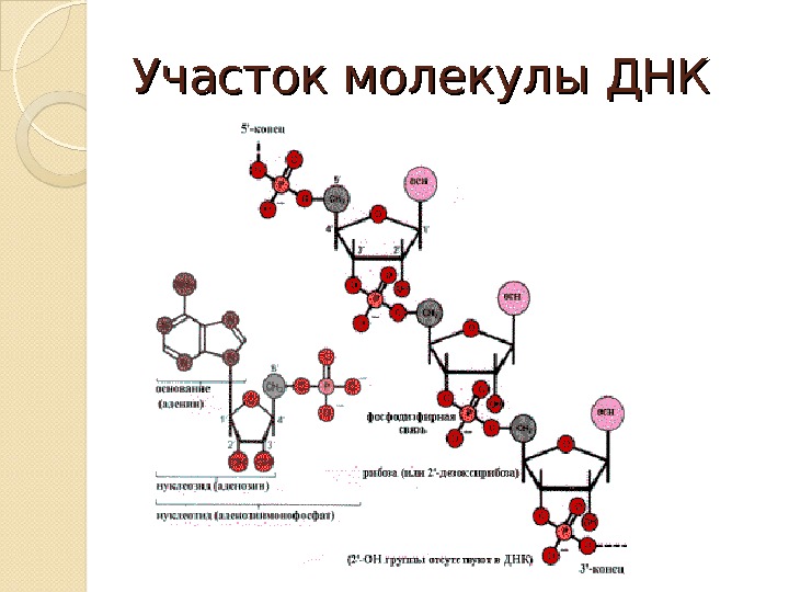 Замена участка днк