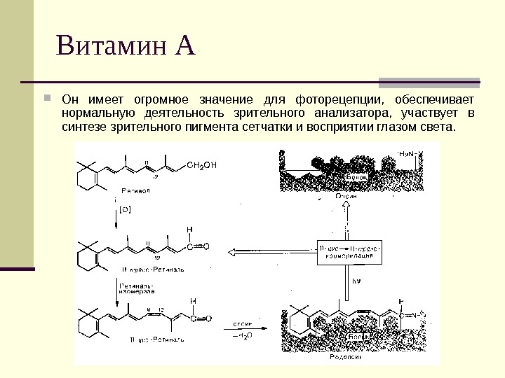 Презентация на тему терпены