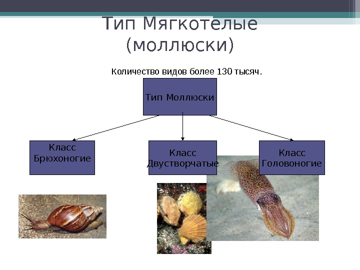 Тип моллюски класс брюхоногие и класс двустворчатые моллюски презентация 7 класс