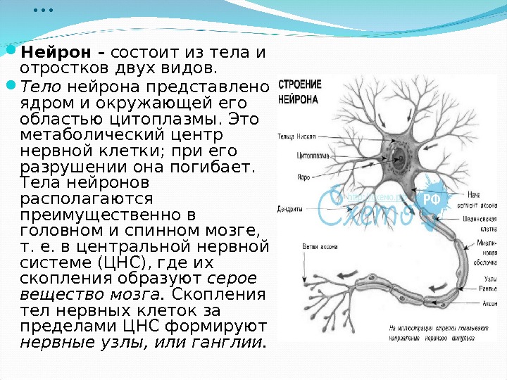 Нервная ткань состоит из собственно нервных клеток. Строение нейрона физиология человека. Ядро нейрона строение и функции. Нейрон ядрышко строение. Из чего состоит нервная клетка.
