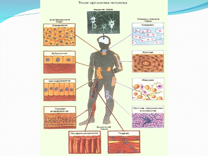 Основное группа ткани человека. Классификация соединительной ткани гистология схема. Соединительная ткань человека схема. Ткани классификация тканей человека. Схема тканей человеческого организма.