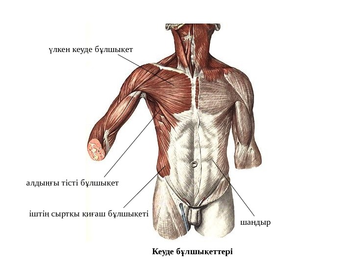 Мимикалық бұлшық еттер презентация