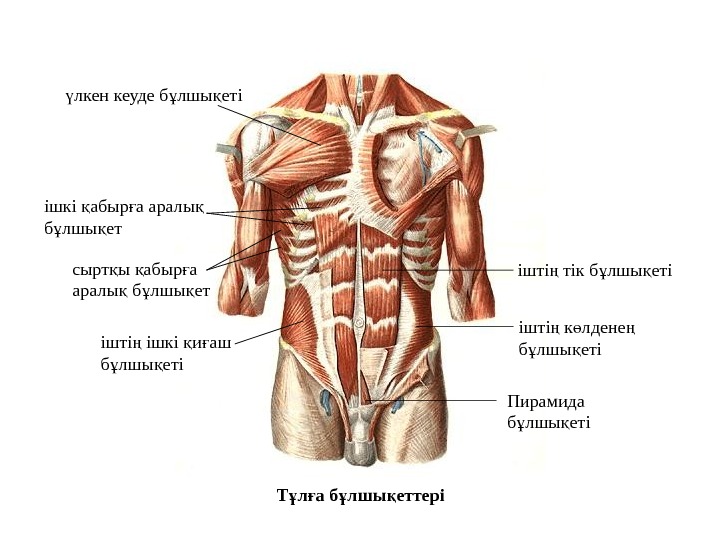 Мышцы живота презентация