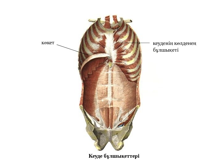 Анатомия и физиология диафрагмы презентация