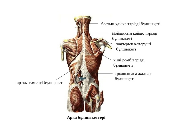 Мимикалық бұлшық еттер презентация