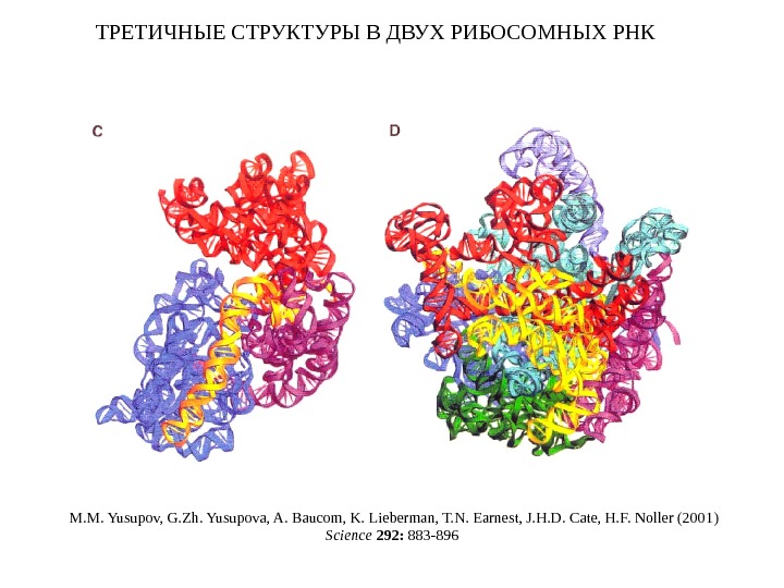 Рибосомная рнк рисунок