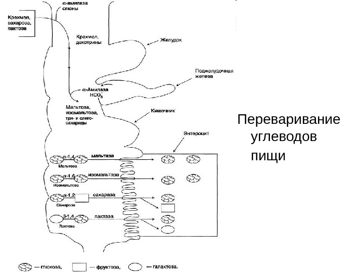 Схема переваривания углеводов в жкт биохимия