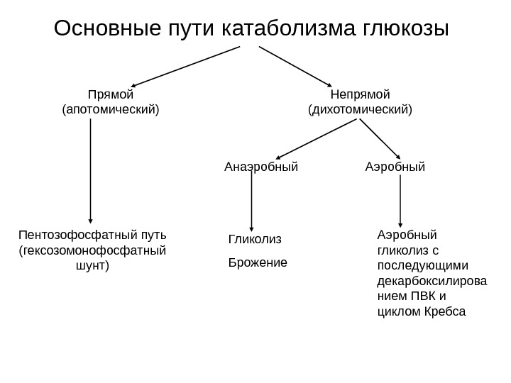 Схема катаболизма глюкозы