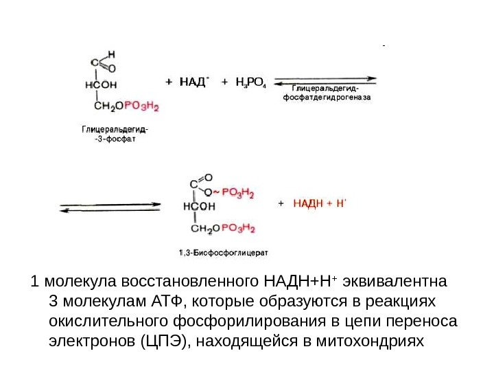 Цпэ биохимия. Формула НАДН Н+ биохимия. НАДН И НАДН биохимия. Реакции ЦПЭ биохимия. Реакцию окисления НАДН В ЦПЭ.