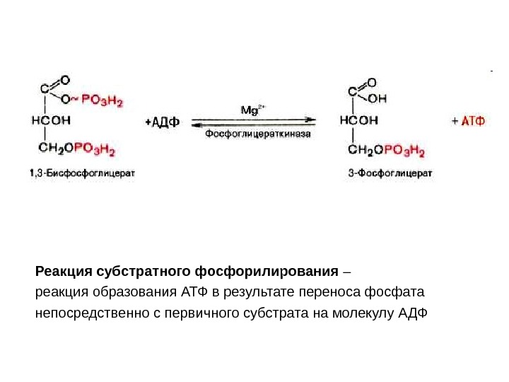 Атф фосфор. Реакция образования АДФ из АТФ. Реакция получения АТФ из АДФ. Схема окислительного фосфорилирования биохимия.