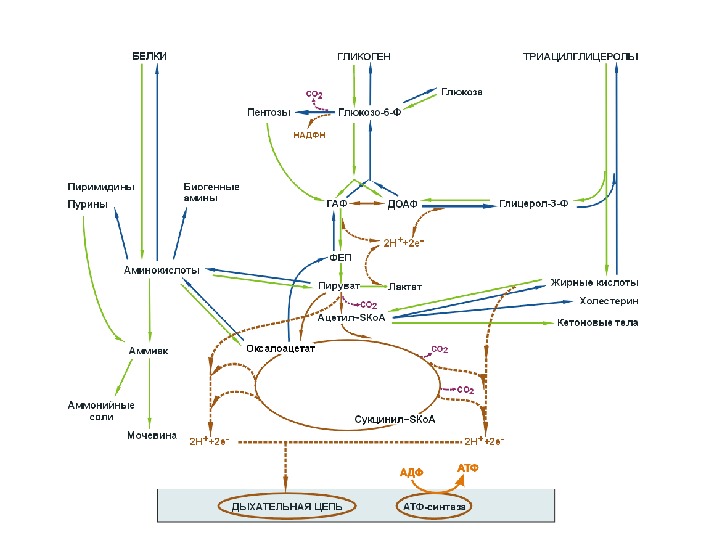 Обмен углеводов биохимия презентация