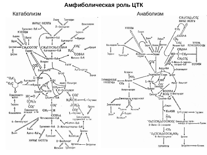 Метаболическая карта человека на русском