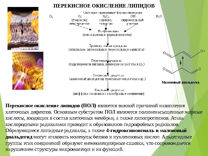 Пол липидов