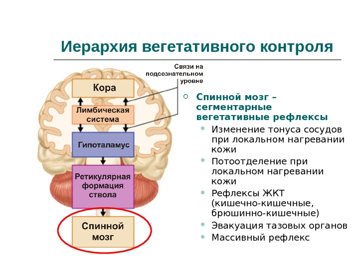 Вегетативные рефлексы головного мозга. Сегментарные вегетативные рефлексы. Сегментарный аппарат мозга. Гипоталамус и вегетативная нервная система. Вегетативные реакции мозгового ствола.