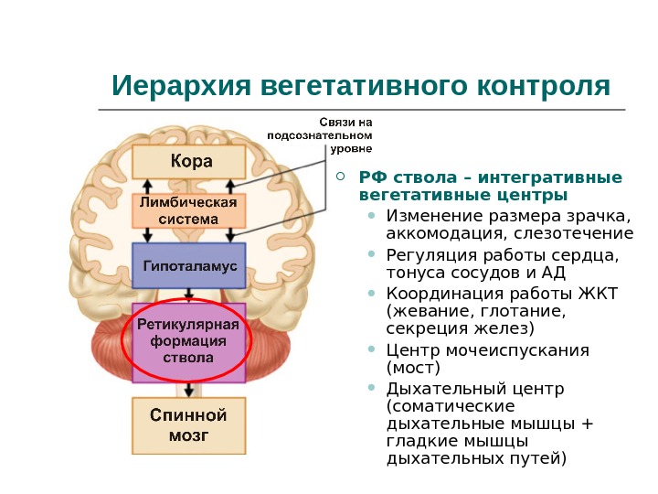 Укажите отделы. Центры регуляции висцеральных функций. Высшие вегетативные центры ствола головного мозга.