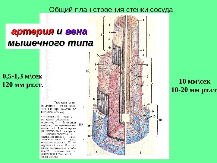 Вены общий план строения