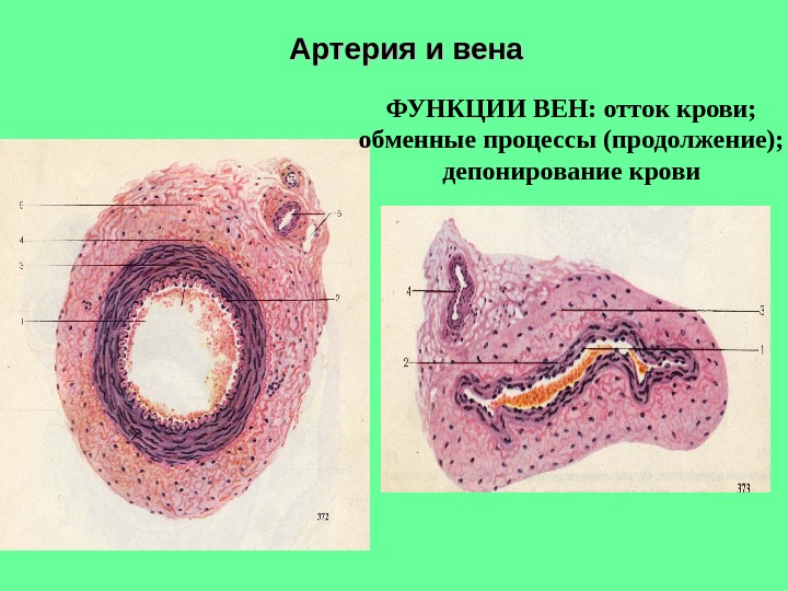 Общий план строения стенки пищеварительной трубки гистология