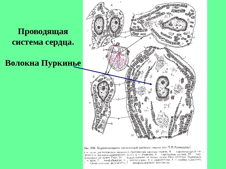 Строение кардиомиоцита схема