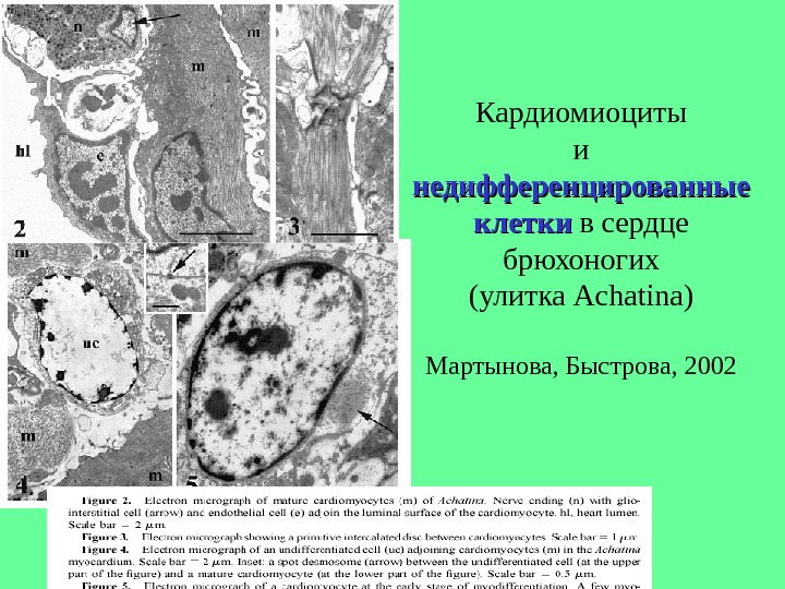 Вены общий план строения