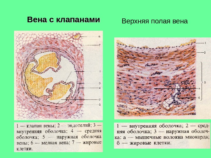 Общий план строения стенки пищеварительной трубки