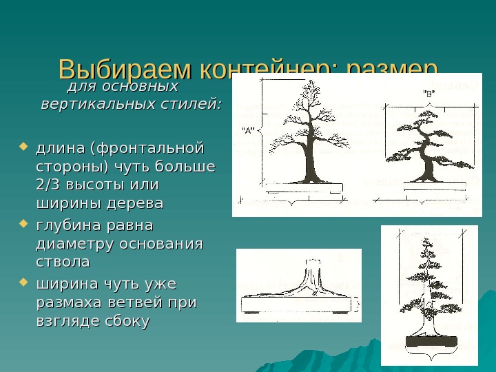 Глубина дерева. Ширина размаха веток дерева. Ширина дерева. Глубина дерева пример.