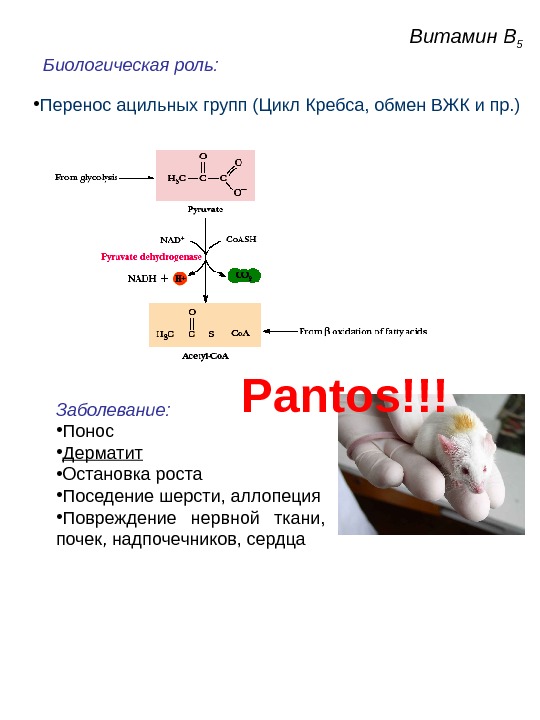 Презентация витамин b5