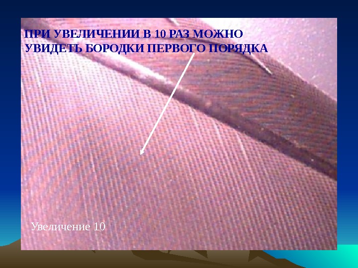 Презентация Внешнее и внутреннее строение птиц