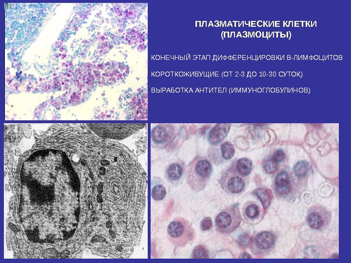 Схема строения плазмоцита